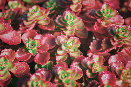 Gründach Pflanzen Rot Grün